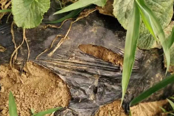 蘇州哪里有完全生物降解餐具公司