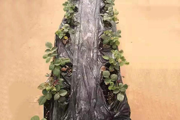 蘇州哪里有完全生物降解餐具公司